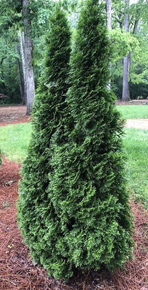 Types Of Arborvitae, Emerald Petite Arborvitae, What To Plant With Arborvitae, North Pole Arborvitae, Degroots Spire Arborvitae, Green Giant Arborvitae Landscaping Ideas, American Pillar Arborvitae, Landscaping With Arborvitae, Green Arborvitae Landscaping