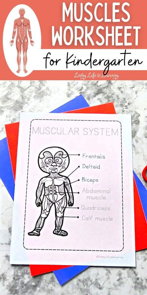 Muscles Worksheet for Kindergarten Muscular System Labeled, Muscles Worksheet, Muscular System Activities, Tracing Words, Human Body Printables, The Muscular System, Human Body Worksheets, Human Body Model, Educational Toddler Activities