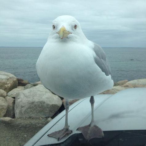 . Seagull Reference, Forehead Pictures, Seagull Screaming, Seagull Yelling, Beach Lifeguard, Coastal Birds, Inhaling Seagull Meme, Seagull Flying Over Ocean, Crashing Waves