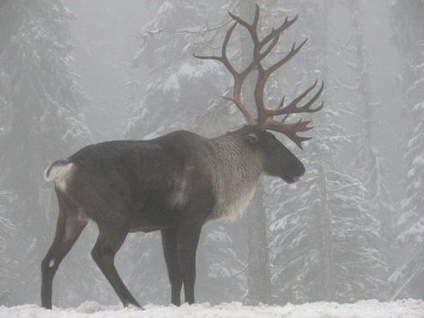 Wildlife Biologist, Canadian Wildlife, Boreal Forest, Endangered Animals, Arte Inspo, Endangered Species, The Snow, Mammals, Animals Wild