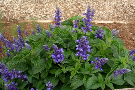 Victoria blue salvia is a striking tender perennial plant with bold blue flowers. Learn how to care for this plant so it blooms all summer long. Mealycup Sage, Salvia Victoria Blue, Victoria Blue Salvia Plants, Salvia Farinacea, Best Potted Plants, Salvia Violet Queen, Garden Border Plants, Mystic Spires Salvia, Blue Salvia