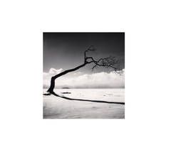 Michael Kenna, Tree Study, Hokkaido Japan, Beautiful Landscape Photography, Lone Tree, Black And White Landscape, Minimalist Photography, Black N White Images, Black White Photos