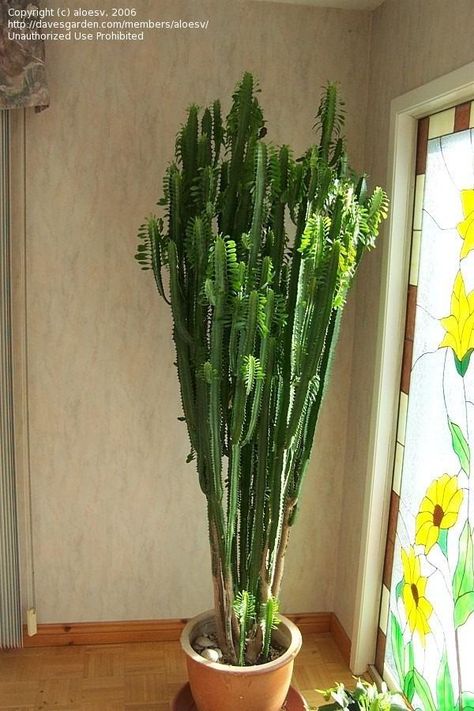 African Milk Tree Euphorbia Plant, Indoor Cactus Plants, African Milk Tree, Euphorbia Trigona, Tall Indoor Plants, Milk Plant, Indoor Cactus, High Chaparral, Plant Lighting