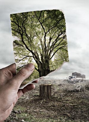 I think of deforestation in this picture because it shows how the tree looked before and now after it was burnt or torn down. I think this picture is also creative. Yoga Kunst, Environment Photography, Charcoal Drawings, Montage Photo, Foto Art, Save Earth, Environmental Art, Yin Yang, Urban Art