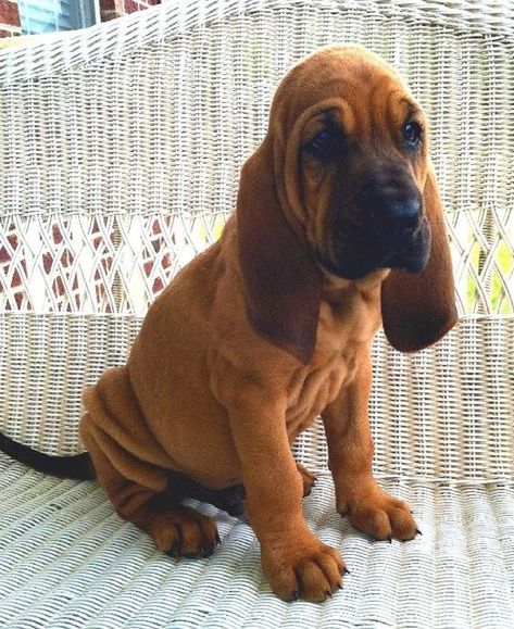 Cute Puppies The Bloodhound Gang, Bloodhound Puppy, Blood Hound, Bloodhound Puppies, Bloodhound Dogs, Puppies Near Me, Hound Puppies, Australian Shepherds, Irish Setter