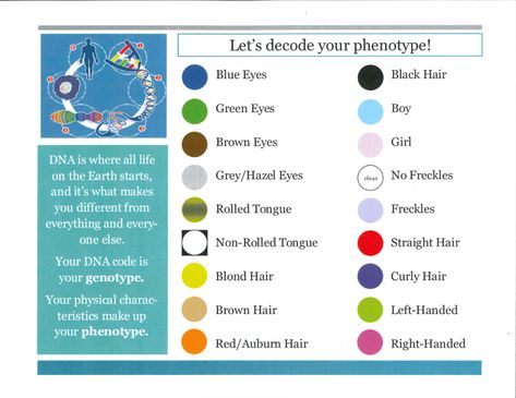 Make a phenotype bracelet using this simple explanation of DNA/genotypes. Includes a Strawberry DNA Activity for the In Step with Stem (1) activity. Dna Activities For Kids, Dna Lesson, Dna Activities, Black Hair Green Eyes, Human Biology, Biology Worksheet, Dna Molecule, Steam Projects, Product Development Process