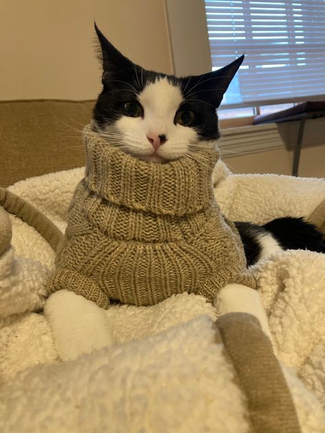 Cat Sweater Outfit, Crochet Cat Sweaters, Cats In Cute Outfits, Cats With Sweaters, Cute Cat Outfits, Cat With Sweater, Cat With Clothes, Cat Wardrobe, Cats Wearing Clothes