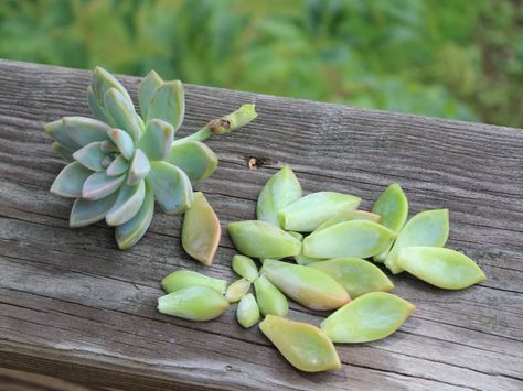 Growing succulents from clippings is both fun and rewarding. They grow quickly and with minimal effort, and the resulting plants make great gifts and... Grow Succulents, Succulent Planter Diy, Succulent Garden Indoor, Purple Succulents, Cactus Planta, Vegetable Garden Diy, Propagating Succulents, Hanging Succulents, Succulents Decor