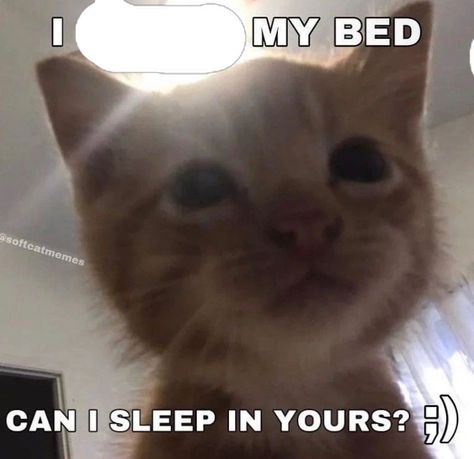 2560x1440 Wallpaper, Funny Looking Cats, Silly Cats Pictures, True Purpose, Silly Animals, Very Funny Pictures, Silly Pictures, Cute Memes, Funny Cute Cats