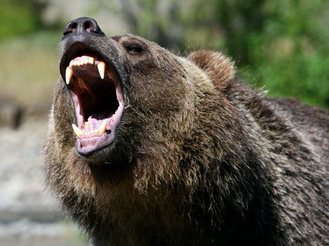 Growling Brown Bear. Bear Roaring, Roaring Bear, Bear Standing, Kodiak Bear, Angry Animals, Angry Bear, Grizzly Bears, Bear Tattoos, Bear Photos