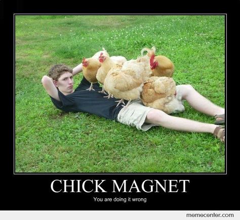 Chick Magnet Bad Family Photos, Chicken Memes, Funny Farm Memes, Funny Chicken Memes Hilarious, Spongebob Chicken Meme, Indian Funny, Chicken Run Memes, Chicken Humor, Weird Pictures