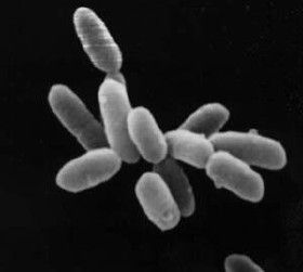 Rh Factor, Gram Negative Bacteria, Dna Replication, Cell Wall, Symbiotic Relationships, Life On Earth, Charles Darwin, Microbiology, Science And Nature