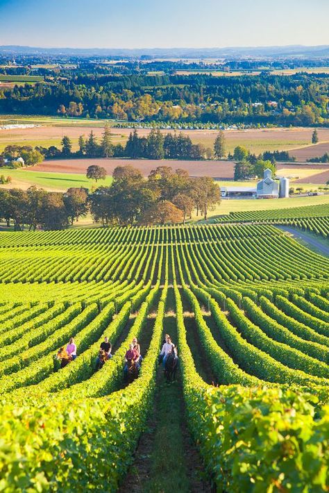 Dundee Oregon, Oregon Wine Country, Pacific Northwest Travel, Wine Vineyards, Hydrangea Garden, Image Nature, Oregon Travel, Wine Tour, Jolie Photo