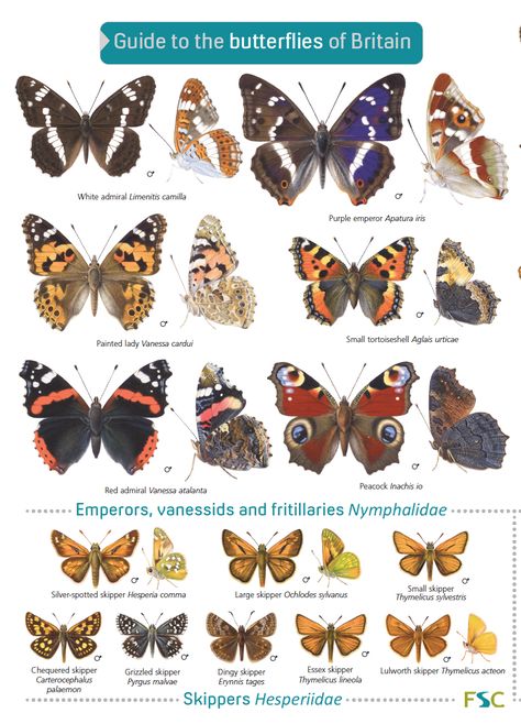 Butterfly Identification, Bird Identification, Butterfly Species, Butterfly Images, Dragonfly Art, British Wildlife, Wildlife Gardening, Butterfly Drawing, Scientific Illustration