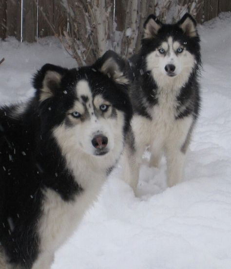 My babies: Miles and Rocky... Long haired Siberian Huskys Long Haired Husky, Malamute Husky, Alaskan Husky, Snow Dogs, Alaskan Malamute, Husky Dogs, Wolf Dog, Siberian Husky, Rocky