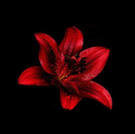 . Tropical Red Aesthetic, Red Hibiscus Flower Black Background, Dark Hibiscus Flower, Red Lily Wallpaper, Red Hibiscus Flower Wallpaper, Dark Red Flowers Wallpaper, Dark Red Flowers Aesthetic, Burgundy Widgets, Red Flower Icon