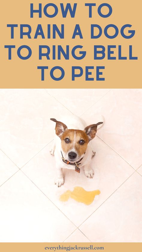 Training a puppy or adult dog to ring a bell to pee is a useful skill that can make potty training easier and more to Train Your Dog to Ring a Bell To Pee How To Train Your Dog To Pee Outside, How To Train Your Puppy To Pee Outside, Potty Training Puppy With Bell, Bell Training Puppy Tips, Pee Pad Training Puppies Dogs, Bell Training Puppy, How To Train A Puppy To Pee Outside, Dog Training Tips Obedience, How To Train A Puppy