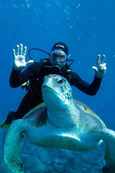 Unlock the door to an enchanting realm teeming with vibrant marine life, stunning corals, and hidden treasures. Our high-quality scuba tank offers unparalleled comfort, safety, and ease of use - ensuring every dive is an unforgettable adventure. 🐬🐙 #ScubaDiving #UnderwaterAdventure #DiveGear #MarineLife #OceanExploration #smaco #scubatank #diving Travel Destinations In The Us, High Diving, Thailand Activities, Scuba Diving Tank, Diving Tank, Scuba Diving Photography, Rescue Diver, Scuba Tank, Dove Pictures