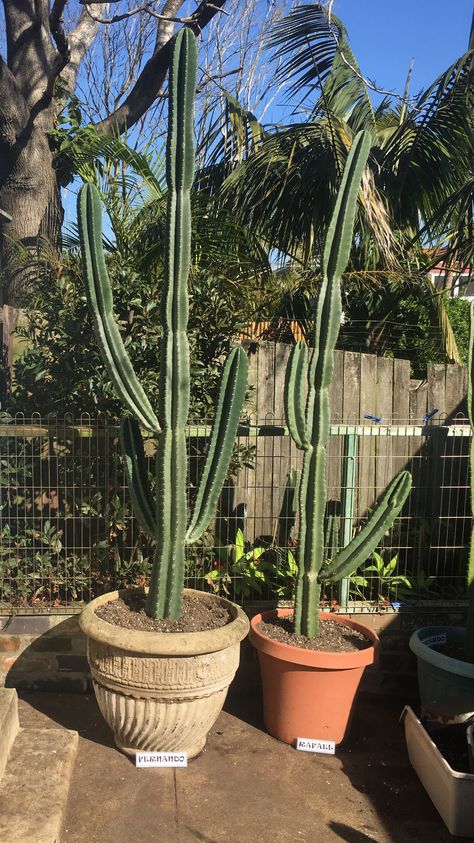 Two of our beautiful Peruvian Apple cactus that we have former sale Peruvian Apple Cactus, Cactus, Yard, Plants