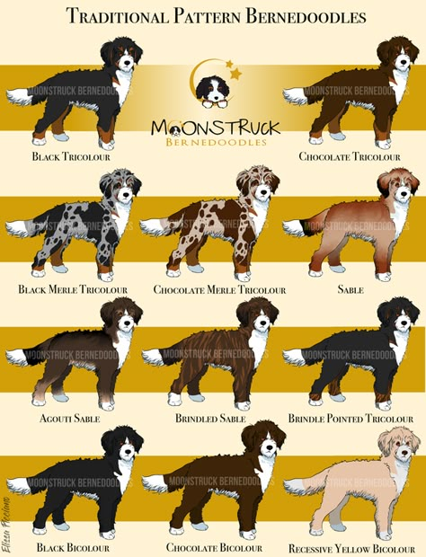 Bernedoodles Explained Mini Bernedoodle Merle, Bernedoodle Drawing, Brown Bernedoodle, Mini Bernedoodle Haircut Styles, Bernadoodle Haircuts, Bernedoodle Haircut Styles, Miniature Bernedoodle, Bernedoodle Haircuts, Merle Bernedoodle