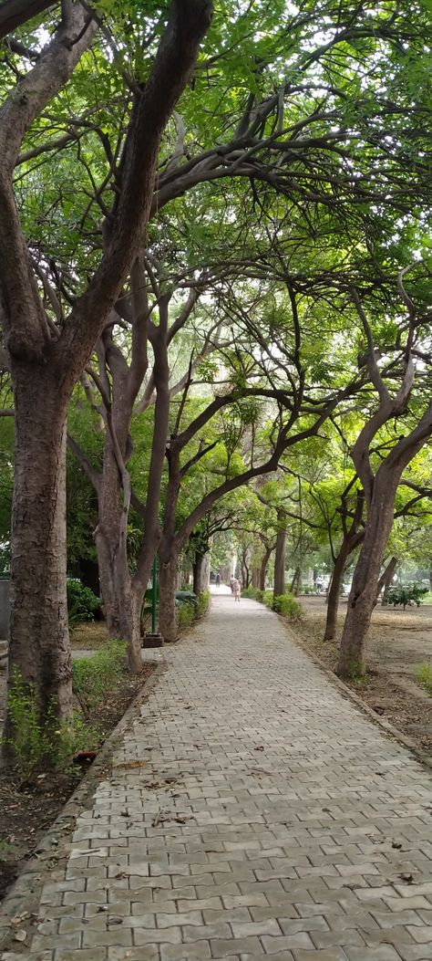 Park trees green wallpaper 10000 Steps A Day Aesthetic, Greenery Wallpaper Nature, Greenery Aesthetic Wallpaper, Park Walk Aesthetic, Wallpaper Green Nature, Greenery Wallpaper, Aesthetic Park, Canopy Ideas, 10000 Steps A Day