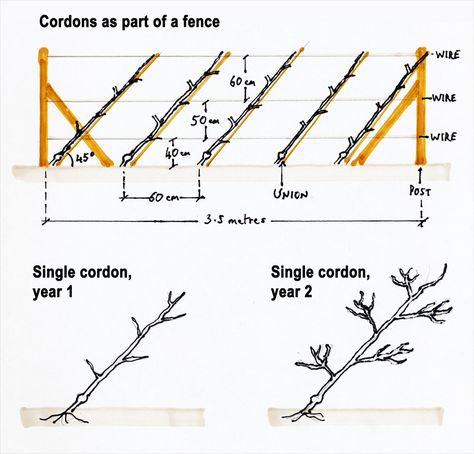 Pear Varieties, Espalier Fruit Trees, Pruning Fruit Trees, Tree Structure, Apricot Tree, Growing Fruit Trees, Tree Pruning, Veg Garden, Growing Fruit