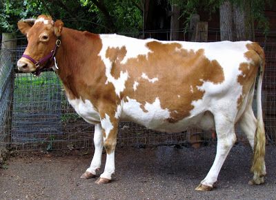 A pretty 6-yr old Guernsey cow. (Interesting post to read how she was acquired). Guernsey Cow, Breeds Of Cows, Dairy Cattle, Cow Pictures, Milk Production, Cow Calf, Dairy Cows, Baby Cows, Long Road