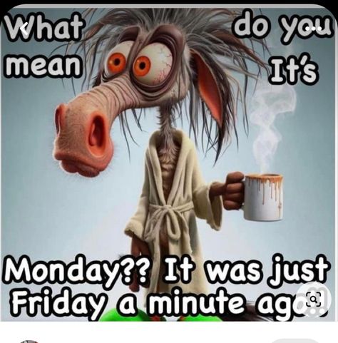 Hello Monday Funny, Funny Morning Quotes Humor Hilarious, Monday Morning Quotes Funny, Weekday Humor, Verknipte Humor, Chicken Meme, Monday Funny, Sunday Humor, Funny Day Quotes