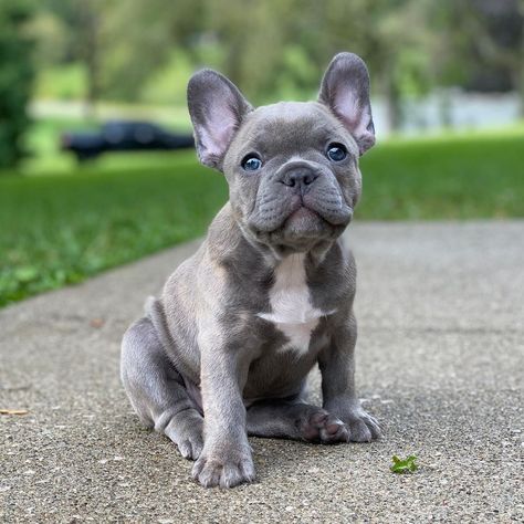 Blue French Bulldog Puppies, Blue French Bulldog, French Bulldog Breed, Bulldog Puppies For Sale, Super Cute Puppies, Cute Bulldogs, Blue French, Cute French Bulldog, French Bulldog Puppy