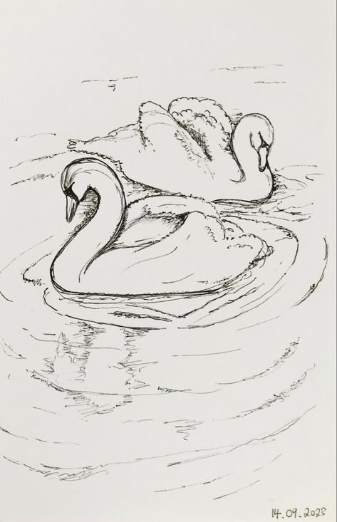 This ink sketch was created on the canal banks in Worcester. It will be inspiration for future painted and mixed media artwork. #sketch #ink #art #swan Swan Reference Drawing, Swan Ink Drawing, Swan Pencil Drawing, Swan Sketch Pencil, Swan Art Drawing, Swan Lake Drawing, Swan Drawing Sketches, Swan Doodle, Swans Drawing