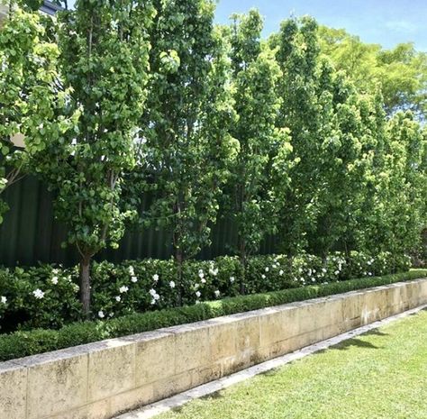 Gardenia Florida Hedge, Ornamental Pear Tree Screen, Ornamental Pear Tree Driveway, Screening Landscape Design, Ornamental Pear Tree Landscaping, Tree Hedges Privacy Screens, Gardenia Hedge Garden Design, Long Fence Landscaping, Backyard Hedges Landscaping Ideas