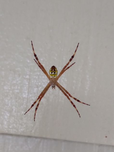 Saint Andrews Cross Spider, Saint Andrews Cross, St Andrews Cross, Saint Andrews, St Andrews, Spiders, Bugs, Tattoos, Bugs And Insects