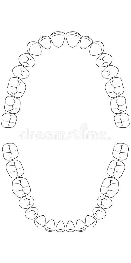 Teeth chart tooth stock illustration Teeth Doodle, Dentist Illustration, Tooth Template, Teeth Diagram, Teeth Chart, Human Body Science Projects, Tooth Art, Dental Assistant Study, Dentist Art