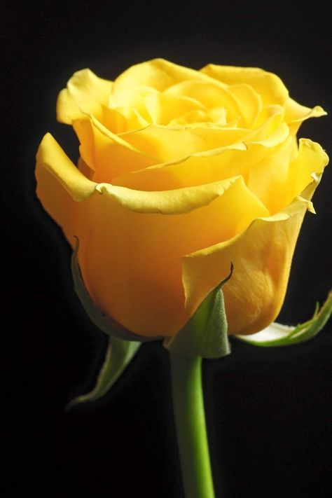 Hybrid Tea Roses, Pretty Roses, Beautiful Rose Flowers, Rose Wallpaper, Love Rose, Tea Roses, Exotic Flowers, Mellow Yellow, Flower Images