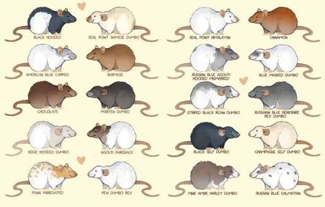 Types Of Rats, Rat Care, Dumbo Rat, Pet Rodents, Tier Tattoo, Baby Rats, Rat Toys, Rat Cage, Fancy Rat