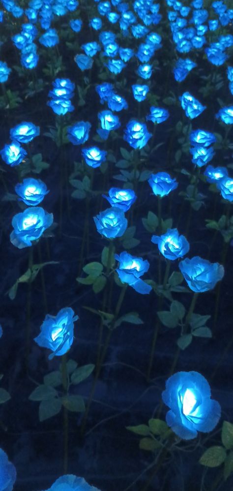 Just pretty blue flowers :) Dark Blue Flowers Aesthetic Wallpaper, Blue Outside Aesthetic, Light Up Flowers, Glowing Flowers Wallpaper, Glow In The Dark Flowers, Dark Blue Roses Wallpaper, Blue Roses Aesthetic Wallpaper, Pretty Blue Things, Light Blue And Dark Blue Wedding