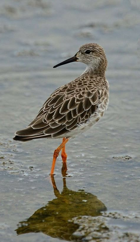 Sandpiper Bird, Wild Birds Photography, Audubon Prints, Shore Birds, Coastal Birds, Water Birds, Shorebirds, Bird Watcher, Bird Silhouette