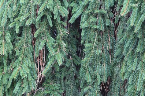 The weeping Norway spruce is famous for its unique trailing appearance. With supports, this tree can grow to 15 feet tall. Without support, the weeping Norway spruce is best suited as ground cover; it will trail across the garden and drape down rocks or walls. Its cascading branches are covered in dark green, fragrant needles. Mature trees produce ... Weeping Norway Spruce, Norway Spruce Tree, Planting Zones, Weeping Trees, Picea Abies, Spruce Trees, Burlap Wall, Norway Spruce, Spruce Tree