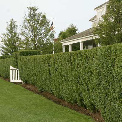 The Privet Hedge - This Old House Privet Hedge, Privacy Hedge, Landscape Gardening, Privacy Landscaping, Living Fence, Front Yard Fence, Garden Shrubs, Backyard Fences, Garden Gate