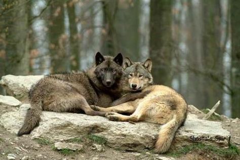 Wolves mate for life ... man could learn a lot from the animal world! Werewolf Au, Regard Animal, Wolf Dogs, Wolf World, Wolf Photos, Wolf Love, Wild Wolf, Wolf Pictures, Beautiful Wolves