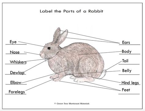 Kristen Stewart And Stella, Rabbit Facts, All About Me Crafts, Apple Lessons, Black And White Rabbit, Kindergarten Anchor Charts, Montessori Art, Rabbit Drawing, National Cat Day