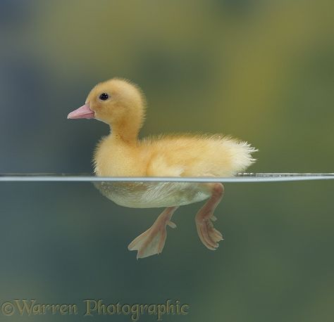 Yellow duckling swimming photo Yellow Duckling, Swimming Photos, Duck Tattoos, Duck Pictures, Animal Movement, Pet Ducks, Cute Ducklings, Baby Ducks, Airbrush Art