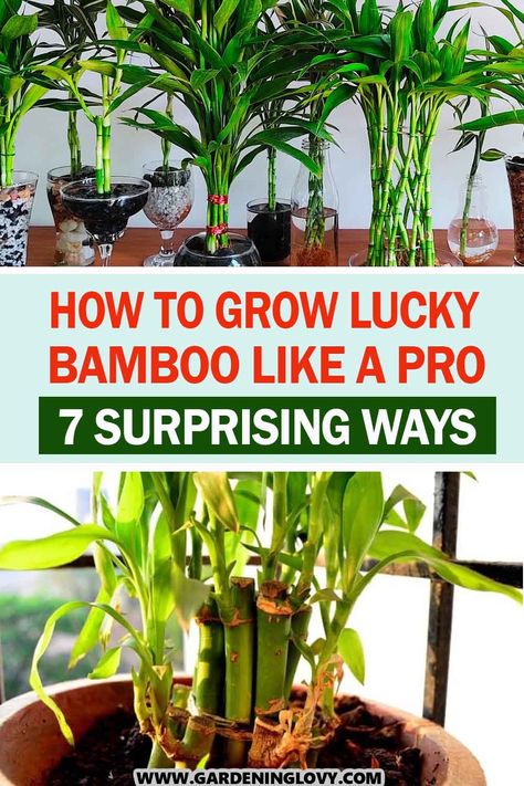 Lucky bamboo is one of the indoor plants that is believed to help you attract luck, as the name suggested. Do you feel like growing this plant at home? Read this post to learn. Repotting Bamboo Plants, How To Grow Bamboo Indoors, Lucky Bamboo In Water, Chinese Bamboo Plant, Bamboo Plant Indoor, Lucky Bamboo Care, Indoor Bamboo Plant, Bamboo Plant Decor, Bamboo House Plant