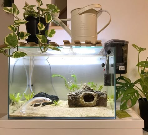 Axolotl Tank Ideas Aesthetic, Axolotl Tank Ideas Aquarium, Axolotl Tank Ideas, Cool Fish Tank Decorations, Axolotl Tank, Turtle Aquarium, Fish Aquarium Decorations, Fish Tank Themes, Aquarium Garden