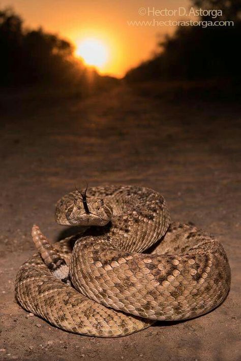 Texas Rattlesnake, Venomous Snake, Texas Sunset, North American Animals, Snake Tattoo Design, Eagle Pictures, Cute Snake, Snake Art, Dangerous Animals