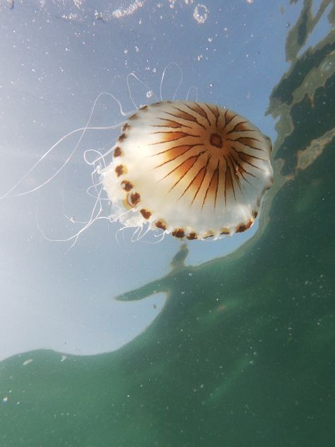 Compass Jellyfish, Jellyfish, Compass, Dandelion, Celestial Bodies, Flowers