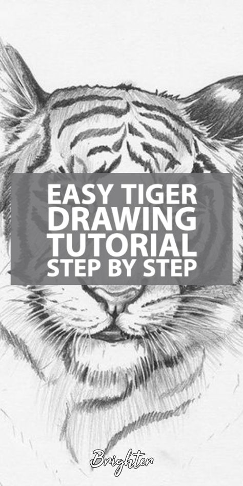 Do you love tigers? One animal everyone loves to draw is a tiger. Maybe it is their powerful appearance or childhood memories Shere Khan, The Tiger King from Jungle Book. This easy step by step guide will teach you how to draw a tiger with confidence. Drawing Ideas Tiger, Tiger Sketch Easy, Drawing Tiger Easy, How To Draw A Tiger Face, How To Draw Beginner Step By Step, How To Draw A Tiger Step By Step, Animal Sketches Easy Step By Step, Animal Drawings Sketches Step By Step, How To Draw A Tiger