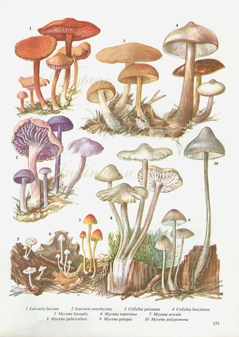 https://ift.tt/2YAeAAu Fungi Illustration, Mushroom Drawing, Vintage Mushroom, Scientific Illustration, Mushroom Art, Botanical Drawings, Book Page, Botanical Illustration, Natural History