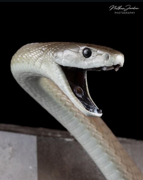 Black Mamba Snake, Medusa Snake, Snake Wallpaper, Antique Photography, Animal Categories, King Cobra, Snake Bites, African Animals, Black Mamba