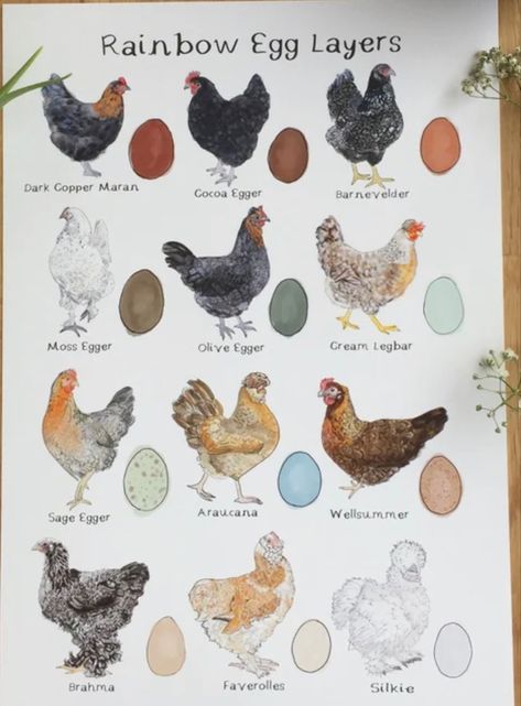 Chicken Poster, Chicken Coop Garden, Egg Laying Chickens, Types Of Chickens, Fancy Chickens, Backyard Chicken Farming, Chicken Life, Beautiful Chickens, Animal Mural